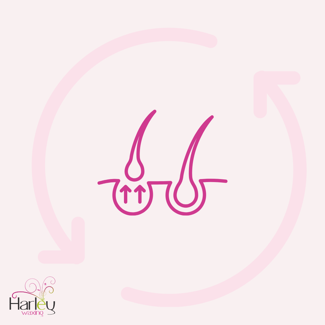 How To Teach Waxing Clients About The Hair Growth Cycle + How It Can Help Your Business with Harley Waxing - Harley Waxing